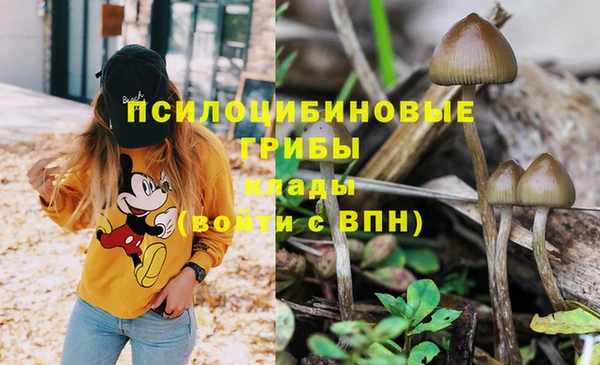 сатива Беломорск