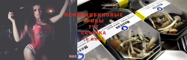 сатива Беломорск